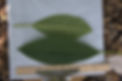 apricot leaf Jun 14.jpg
