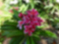 gina inflo july 17 2020.jpg