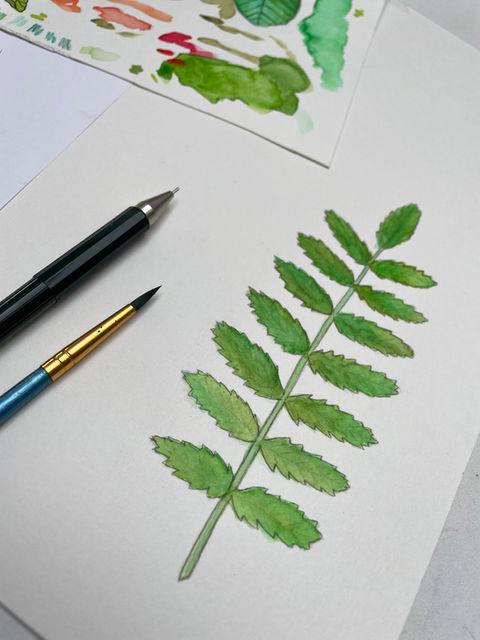 Hesther Nijland, illustrator Friesland, Drachten, natuur illustratie, flora en fauna illustratie, studio sterre
