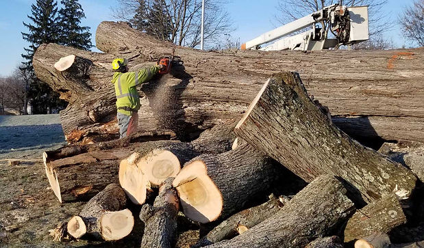 tree removal services