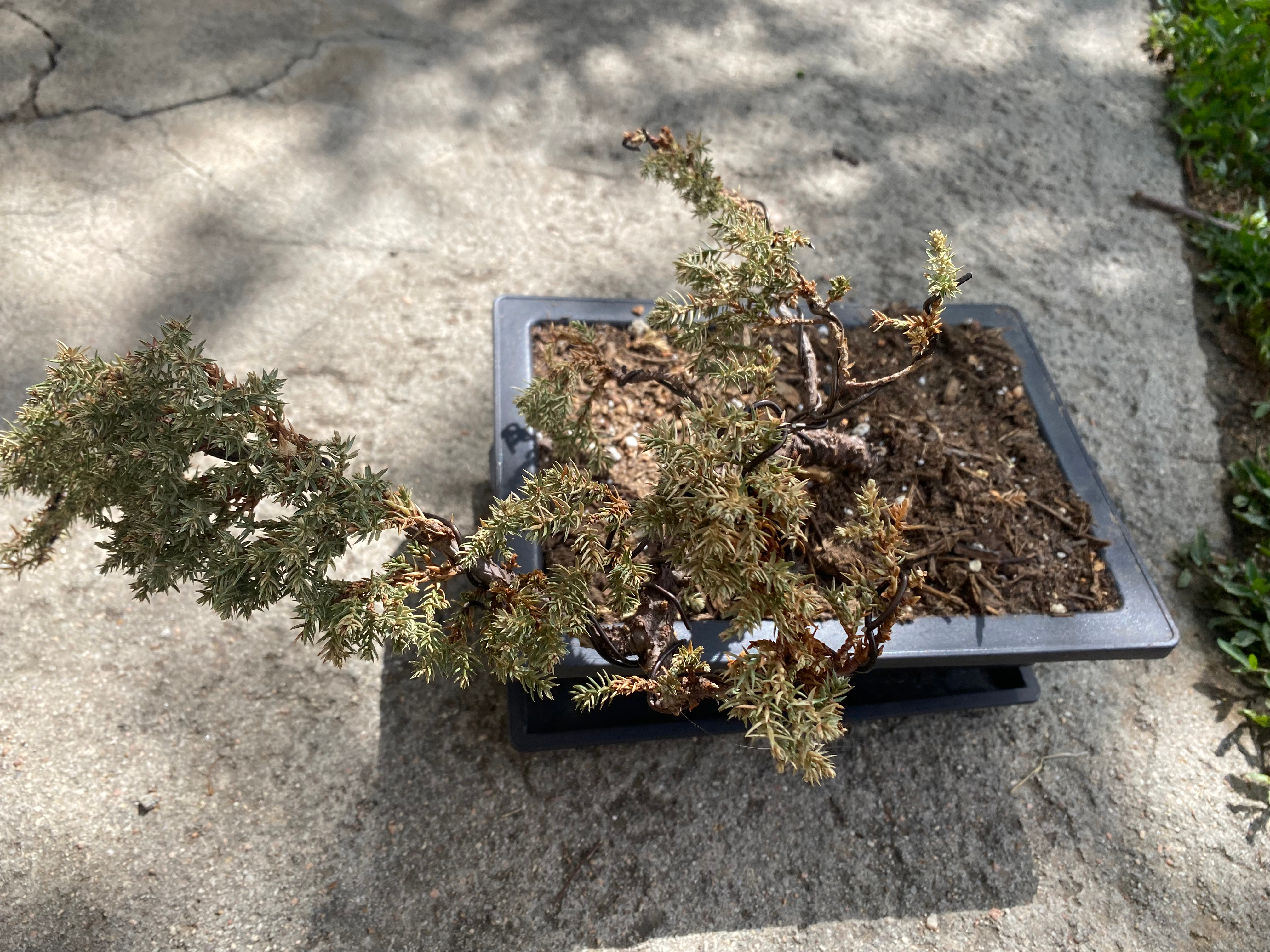 Sick Japanese Garden Juniper content media