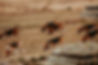 otahunt22_147.jpg