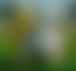 Sport-washing and Controversy in the 2022 World Cup