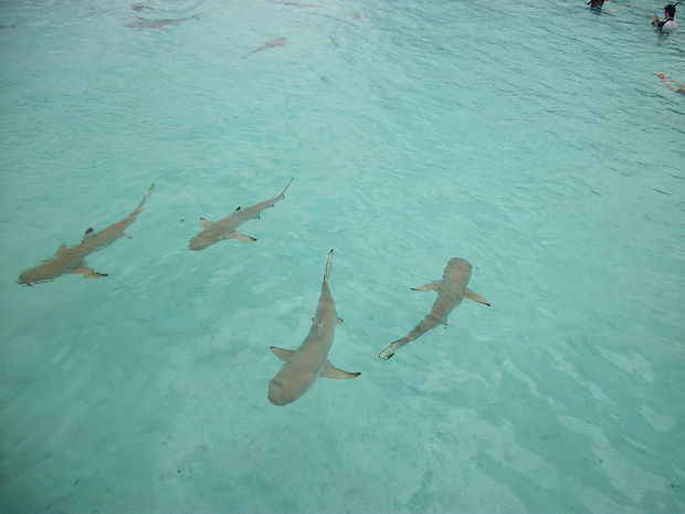 Tahiti Photos 180.JPG