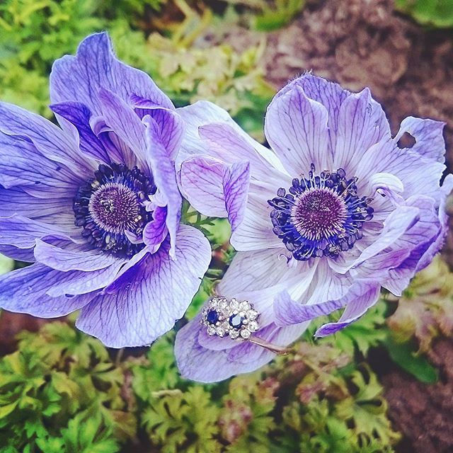 Flower power ~ a sapphire dream #love #engagement #couples #commitment #cute #wedding #flowers #sapp
