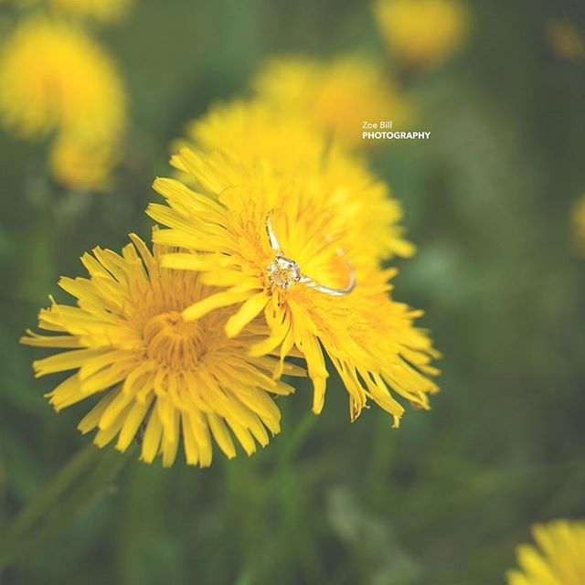 ~ 'You will forever be my always' ~_A little ring closeup on a beautiful yellow dandelion in spring