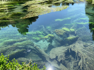 Blue Spring - 紐西蘭房產大叔(Vincent H) 帶你走進南懷卡托的奇蹟藍泉 Blue Spring / Te Waihou Walkway 