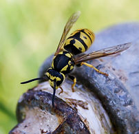 guêpe wasp