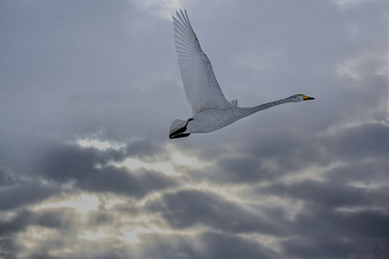 [A-023] 光芒に飛ぶ