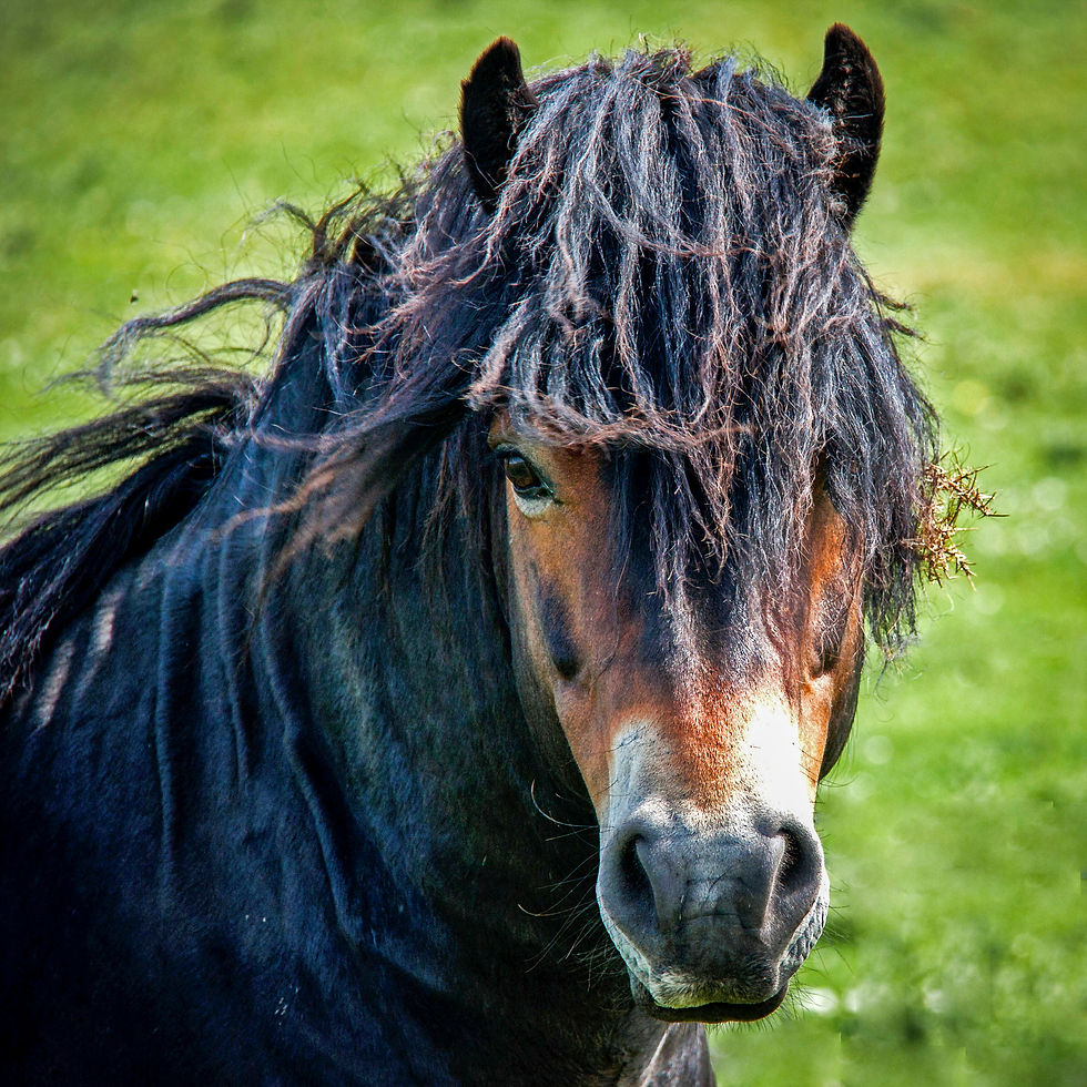 Exmoor pony