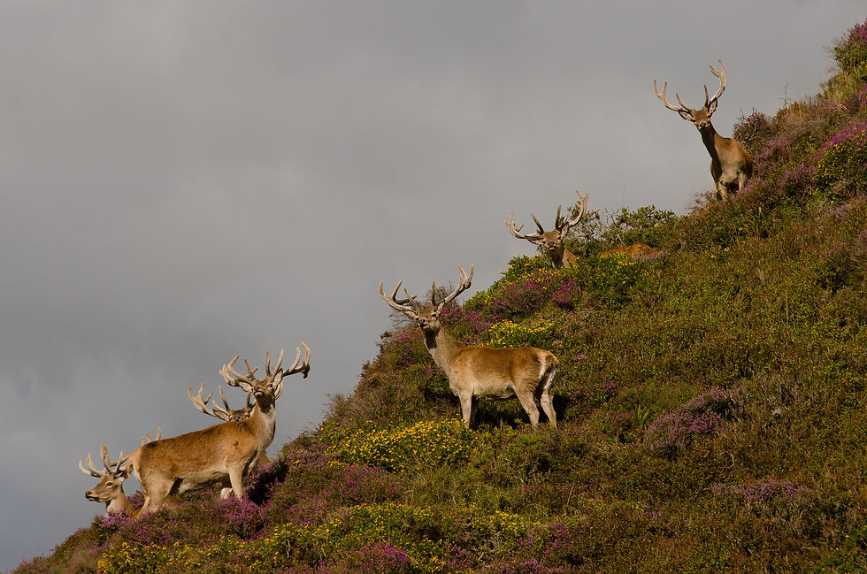 Red Deer Stags on Exmoor