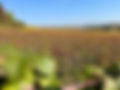 VIGNES_NUITS_SAINT_GEORGES.jpeg
