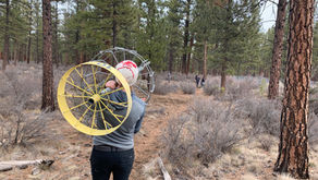 COWS #7 – Hyzer Pines – Feb. 28