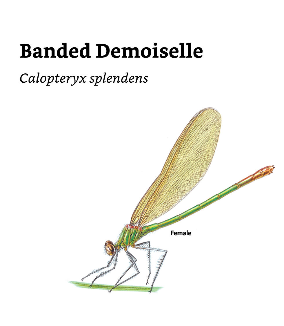 Thumbnail: Concise Insect Guide