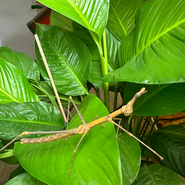 Central and South America, including regions of Brazil, Colombia, and Peru.