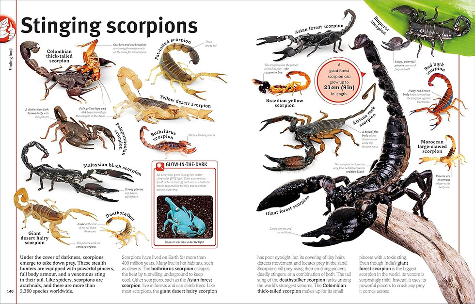 Thumbnail: Bugs, Butterflies, Beetles and Bees:A Visual Bug and Insect Encyclopedia for Kid
