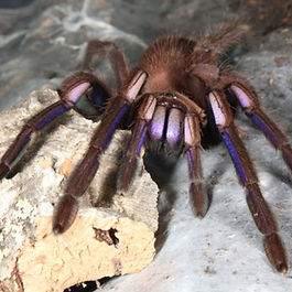 Electric Blue Earth Tiger