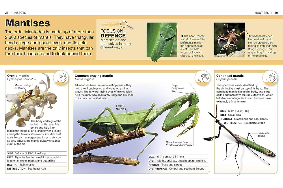 Thumbnail: Pocket Eyewitness Insects: Facts at Your Fingertips