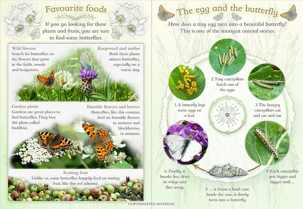 Thumbnail: Let’s Look for Butterflies: A Spot & Learn, Stick & Play Book