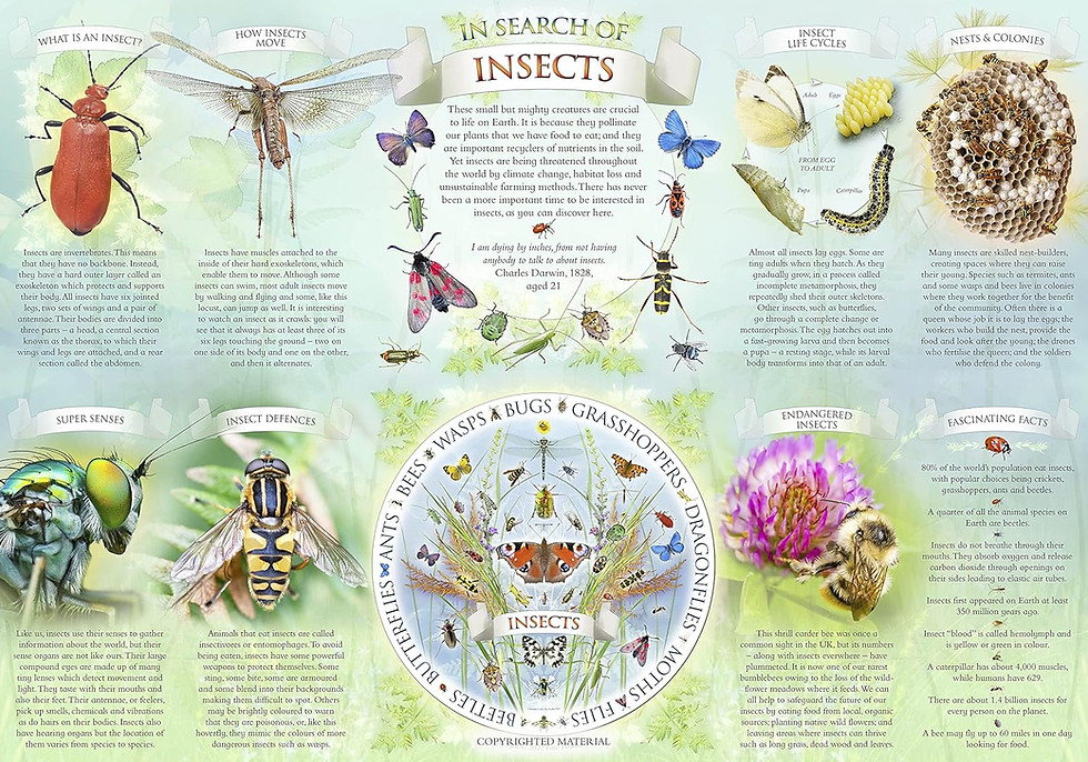 Thumbnail: In Search Of Insects (500-Piece Jigsaw & Poster)