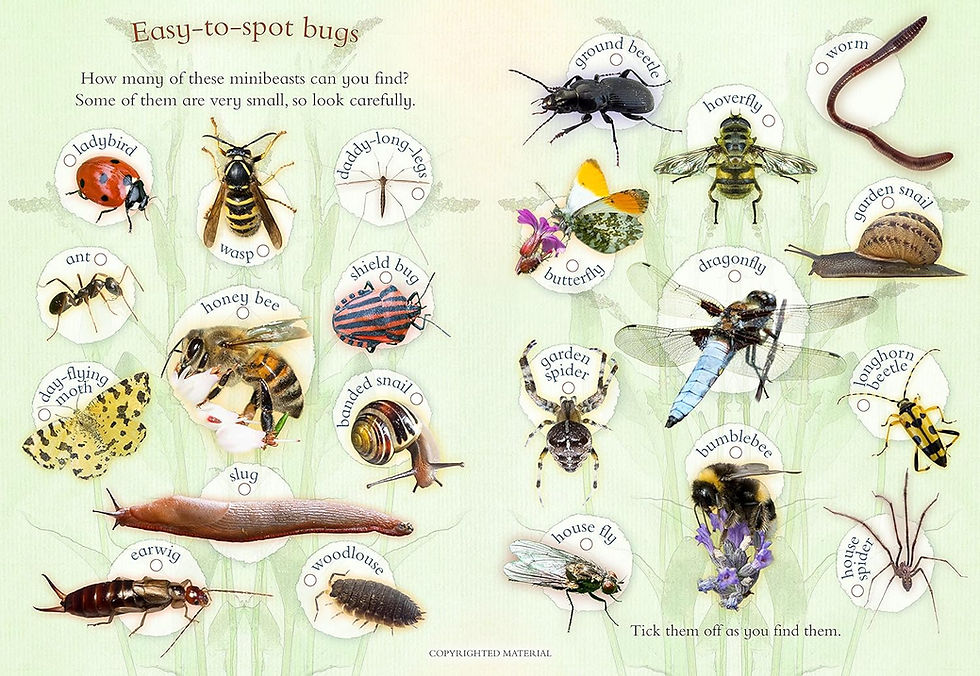 Thumbnail: Let’s Look for Bugs: A Spot, Stick, Colour & Play Book