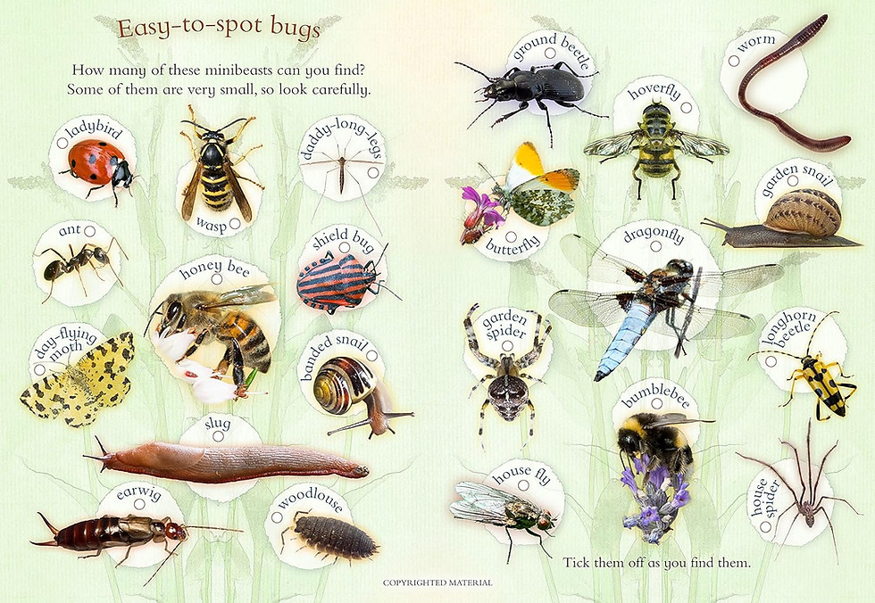 Thumbnail: Let’s Look for Bugs: A Spot, Stick, Colour & Play Book