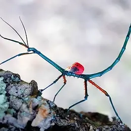 Madagascar — endemic to the island.