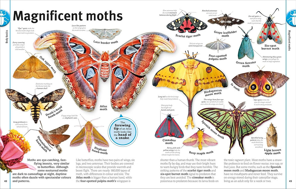 Thumbnail: Bugs, Butterflies, Beetles and Bees:A Visual Bug and Insect Encyclopedia for Kid