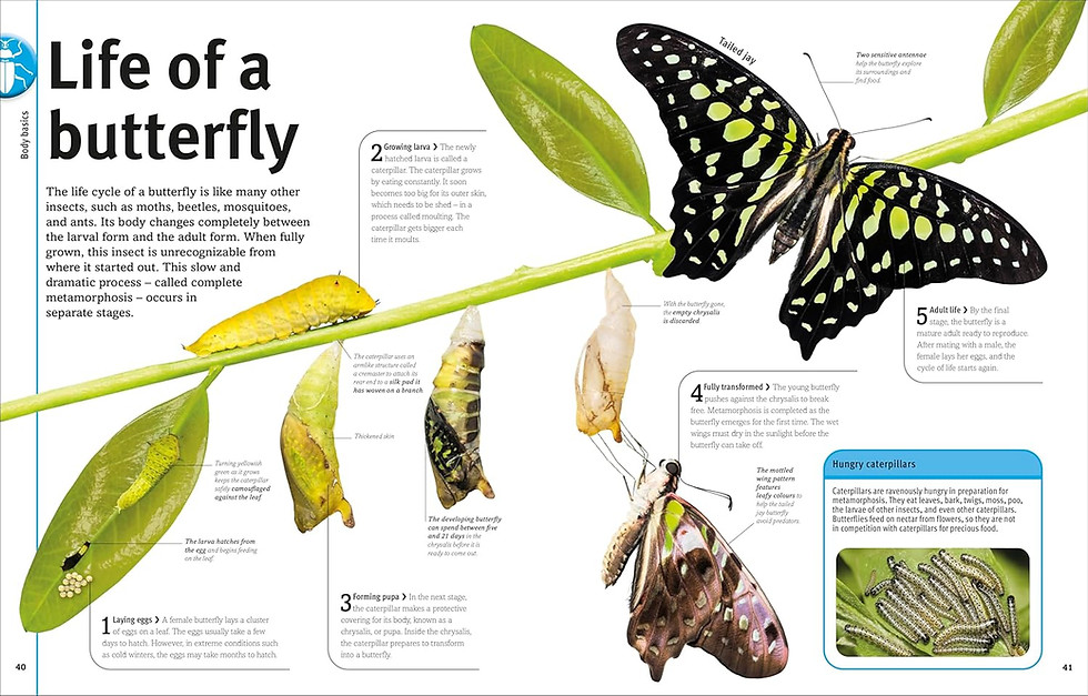 Thumbnail: Bugs, Butterflies, Beetles and Bees:A Visual Bug and Insect Encyclopedia for Kid