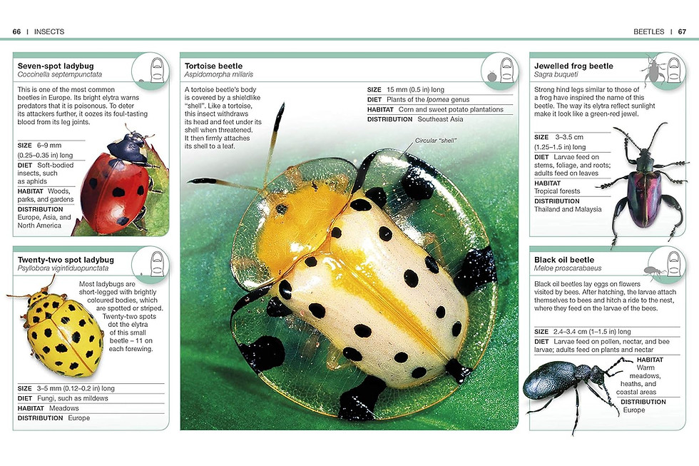 Thumbnail: Pocket Eyewitness Insects: Facts at Your Fingertips
