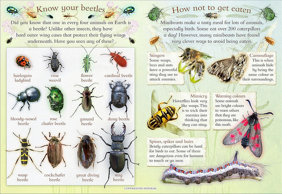 Thumbnail: Let’s Look for Bugs: A Spot, Stick, Colour & Play Book