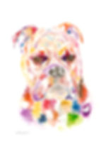 Old English Bulldog