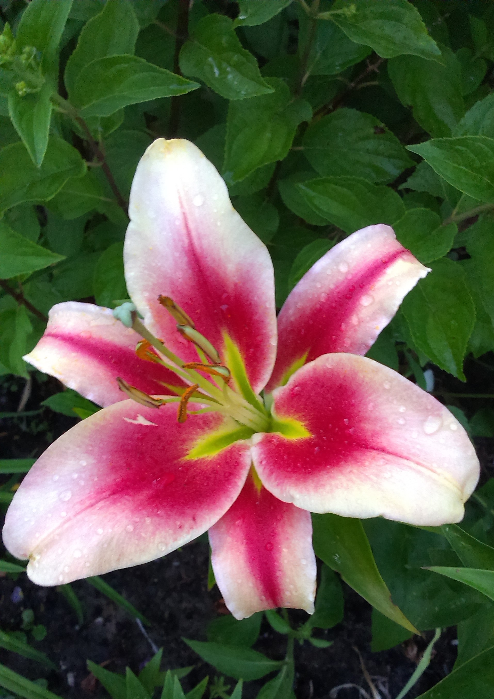 Лилия олимпик тач. Olympic torch лилия. Лилия от-гибрид олимпик флейм. Лилия олимпик торч. Лилия олимпик флейм.