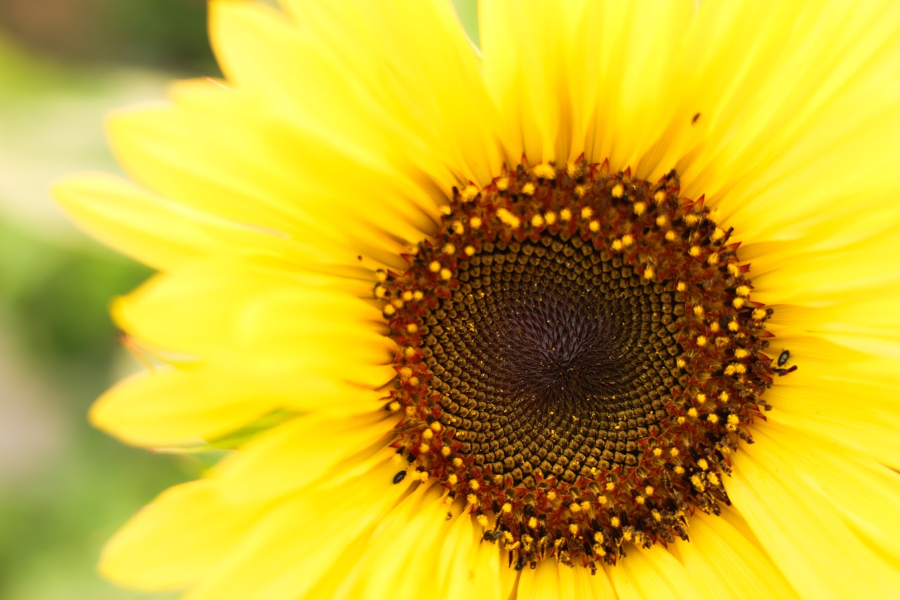 Tournesol jaune (6x)
