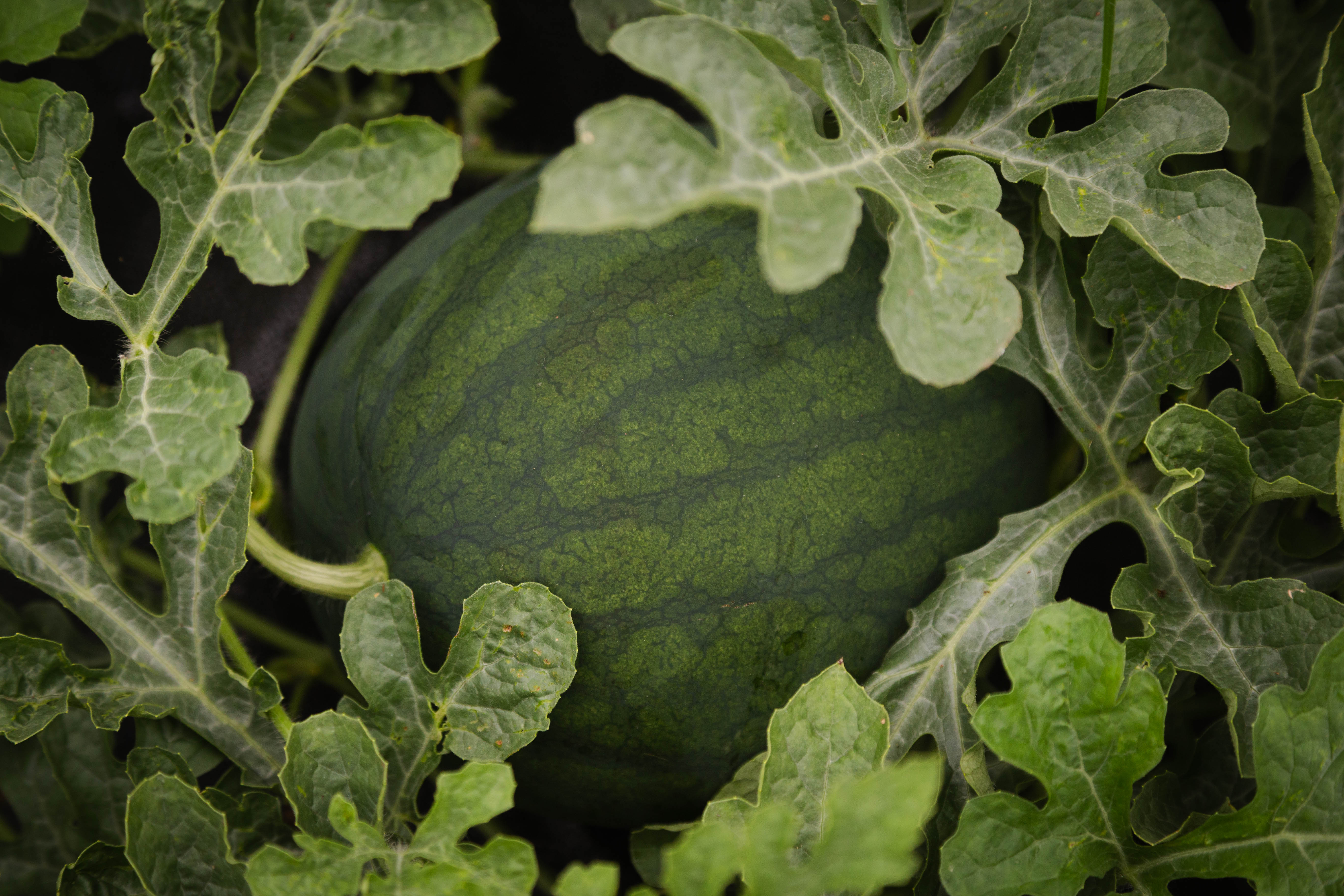 Melon d'eau - bio (2x)