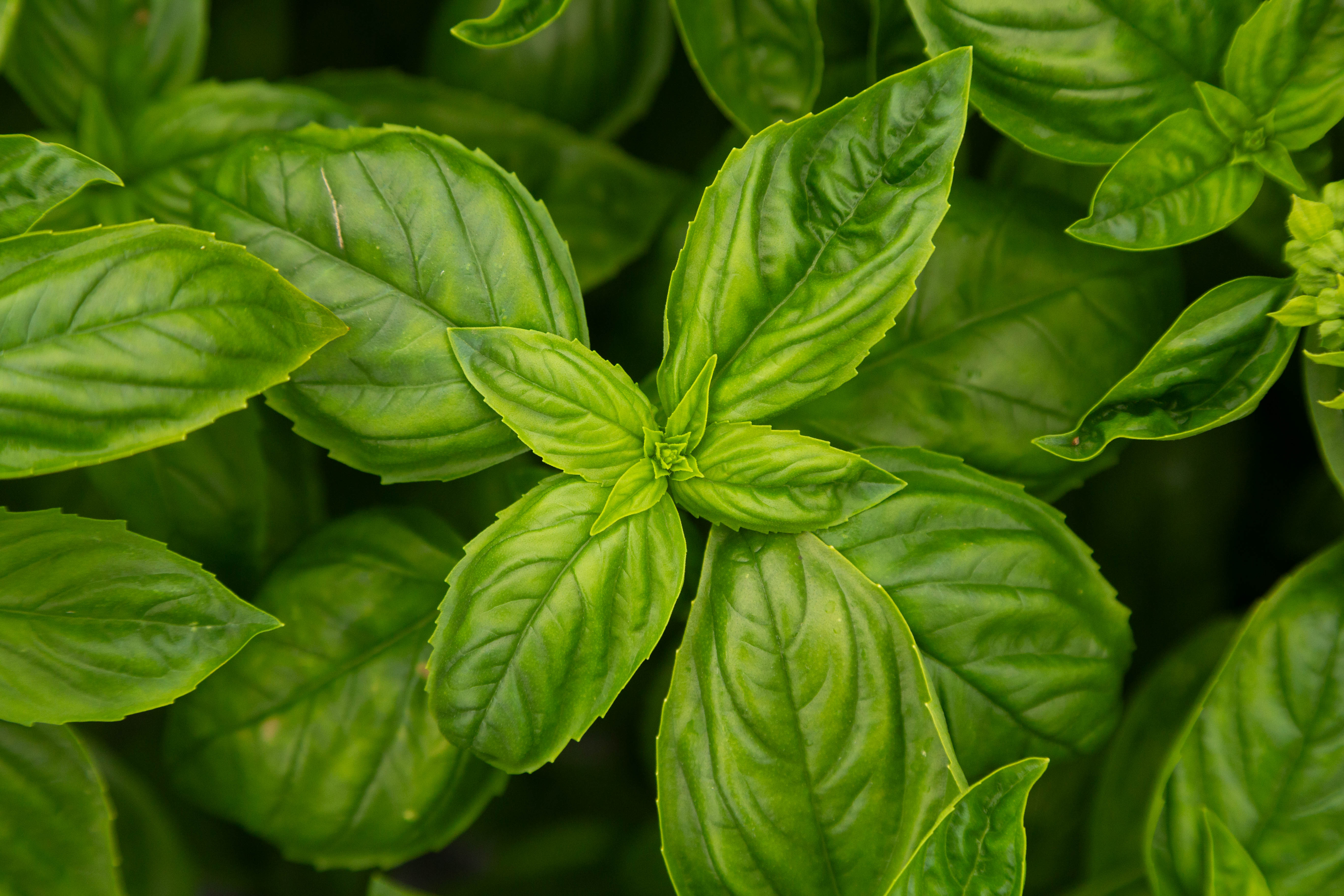 Basilic bio