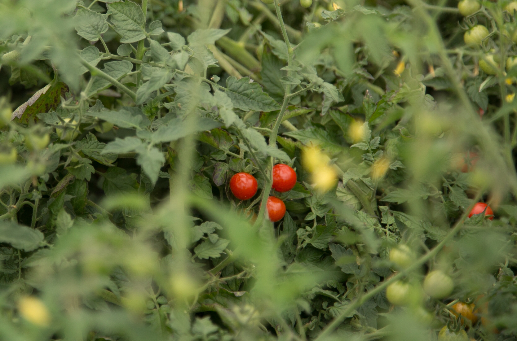 Tomate cerise - bio