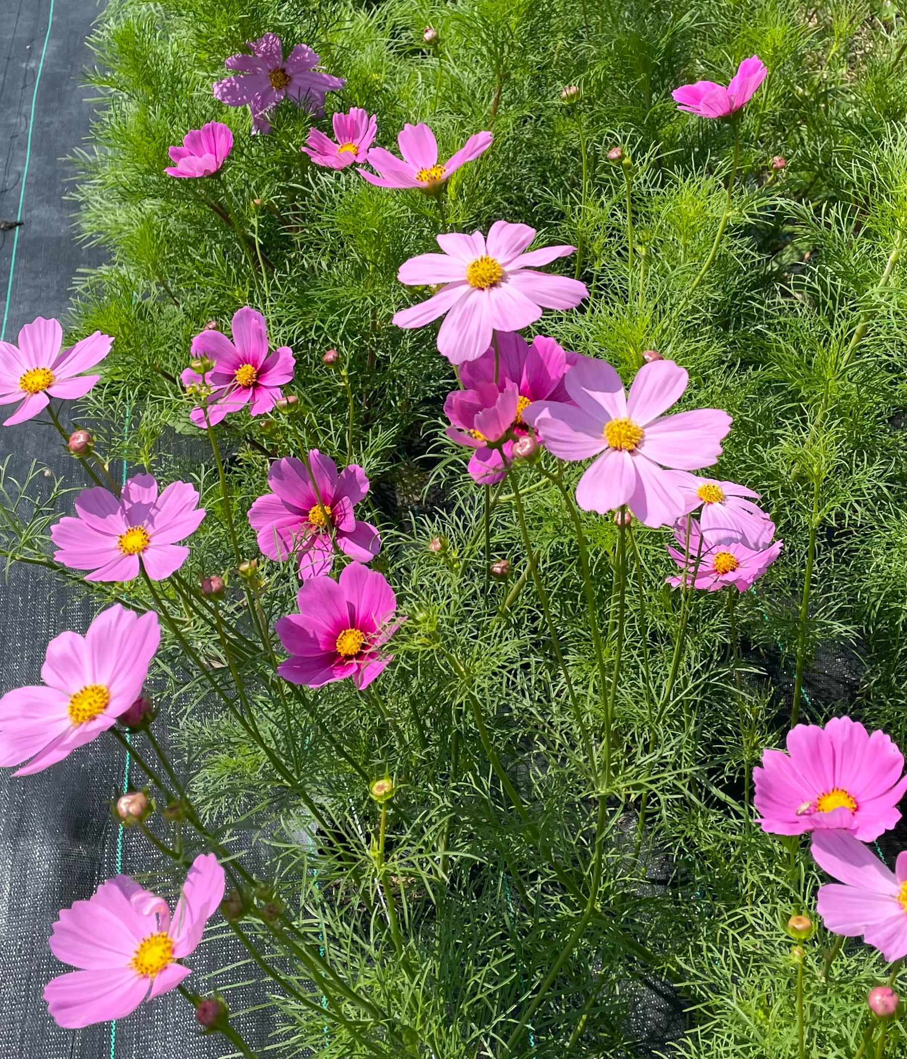 Cosmos (6x)