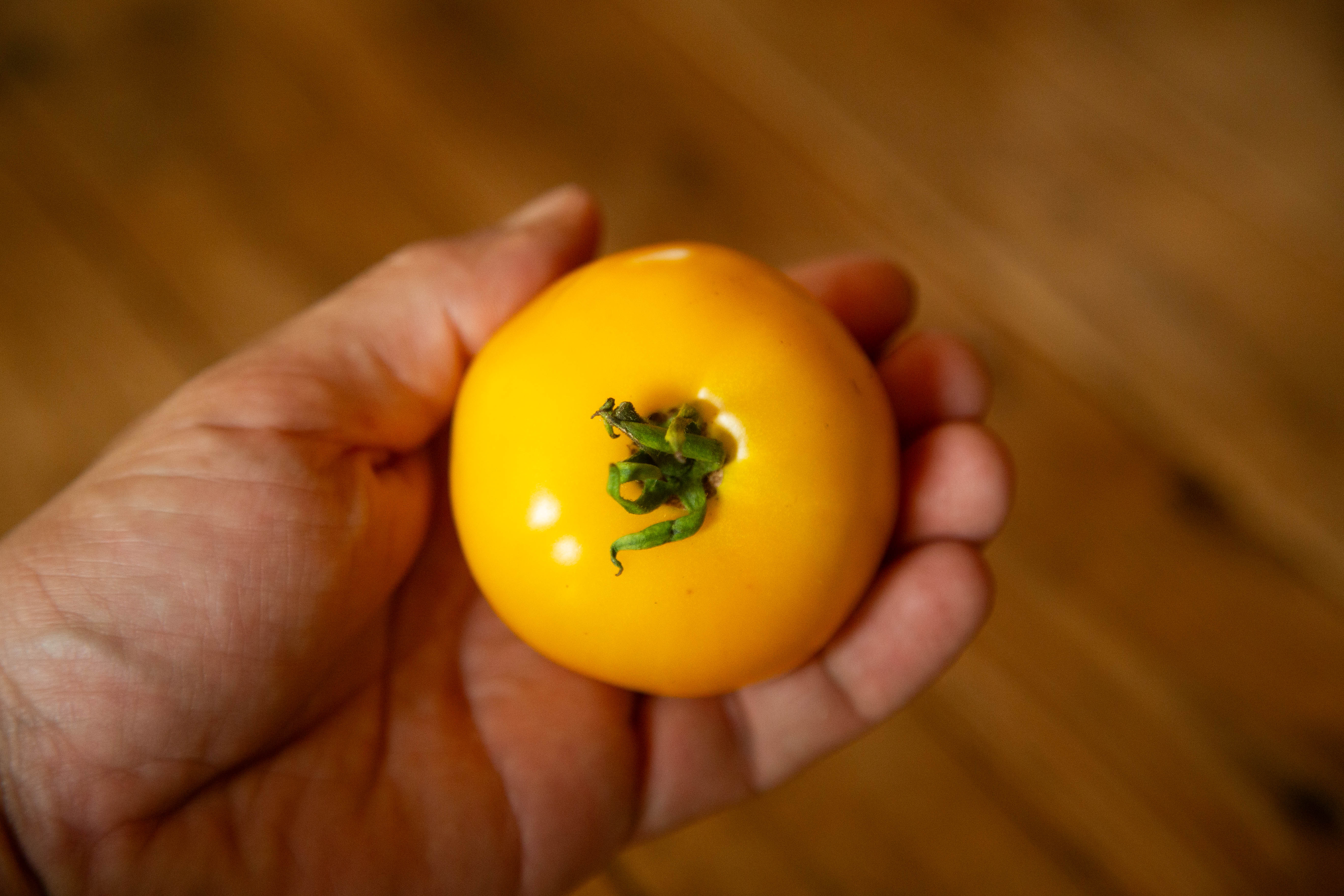 Tomate jaune - bio