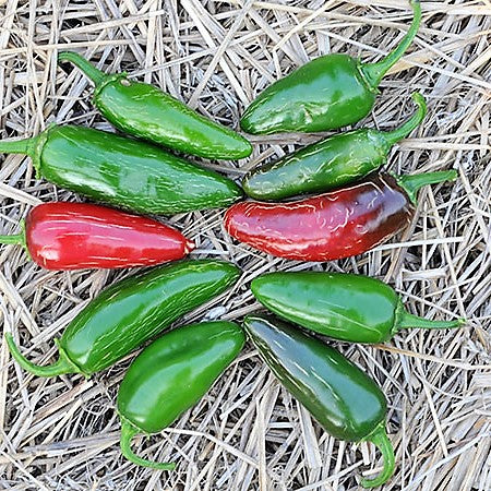Piment fort jalapeño - bio