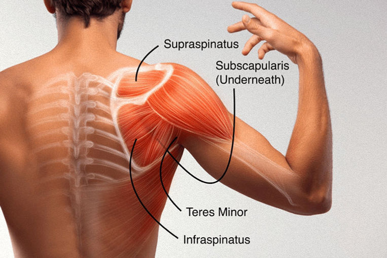 Muscular anatomy of a person's back and shoulder labeled with muscle names: Supraspinatus, Infraspinatus, Teres Minor, Subscapularis.