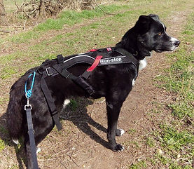 Schwarzer Hund mit Zuggeschirr