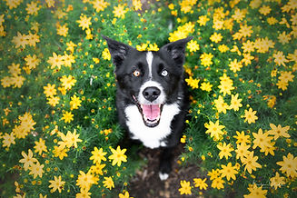 schwarzer Hund in Löwenzahnwiese