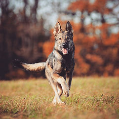 junger Wolfhund laufend auf Wiese