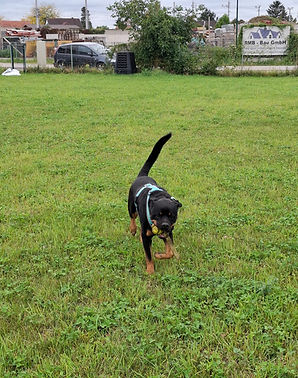 Rottweiler Perseus am Trainingsplatz