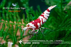Red Fancy Tiger