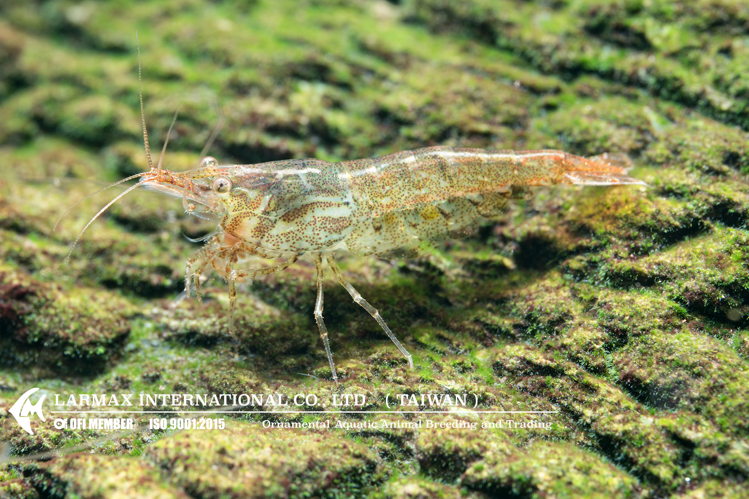 Cleaner Shrimp(Mix)