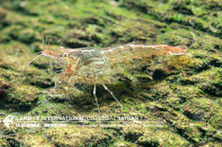 Cleaner Shrimp（Mix）