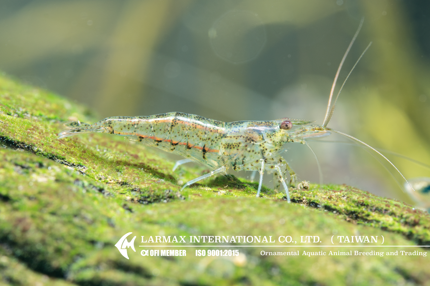 Cleaner Shrimp(Mix)