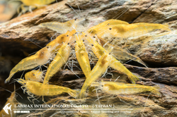 Gold Shrimp（Mix）